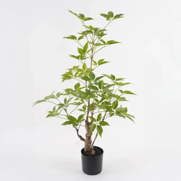 3dbAOyuQ צמח פיקוס ננסי – תמונה 1