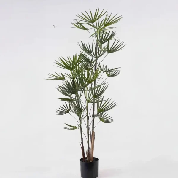 ⁦עץ דקל במבוק⁩ – תמונה ⁦1⁩