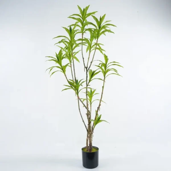 ⁦עץ דרצנה⁩ – תמונה ⁦1⁩