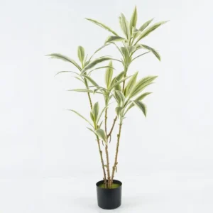 צמח דרצנה לבן