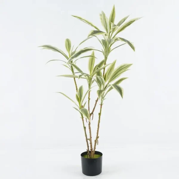 ⁦צמח דרצנה לבן⁩ – תמונה ⁦1⁩