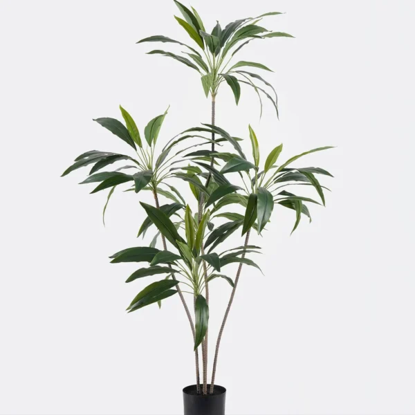 wwWVaUfs צמח מנגו פאלם – תמונה 1