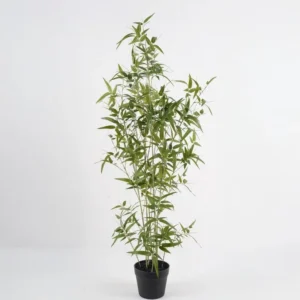 צמח במבוק דק