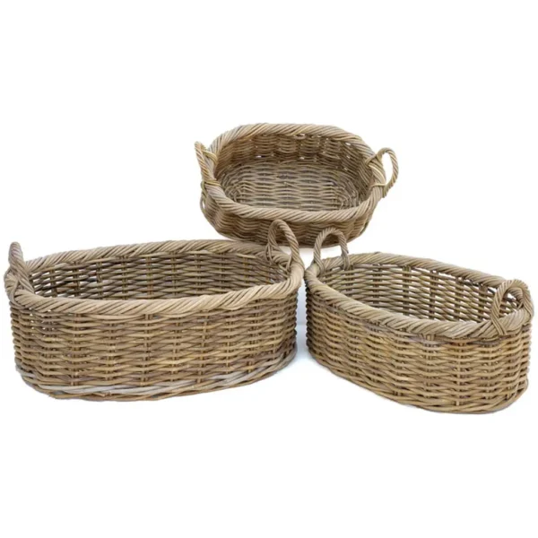 ⁦אדנית ראטן אובלית⁩ – תמונה ⁦2⁩